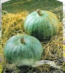 [A-017932] Blue kuri pompoen basiseenheid