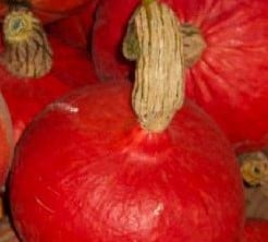 [A-002516] Red Kuri pompoen 200 zaden  