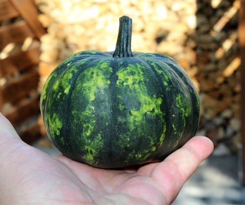 [A-027302-4] Phantomita F1 groen wit gevlekt klein eetpompoentje 250 zaden