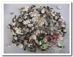 [A-005308] Schelpenmix Mini 5 assort vulschelpen ca. 1-2,5 cm 1 kilo