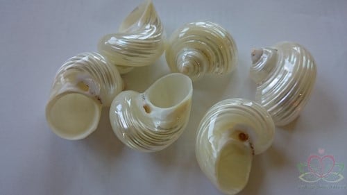 [A-011129] Turbo Zilvermouth Schelpen Parelmoer 5 cm 6 stuks