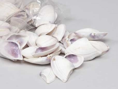 [A-013217] Violet Chippy Schelpen 1 kilo