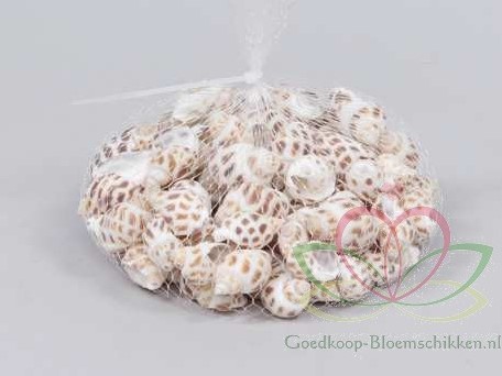 [A-013613] Babylonia schelpen 1 kilo