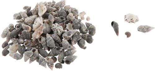 [A-015217] Schelpen melange mini 1 kilo