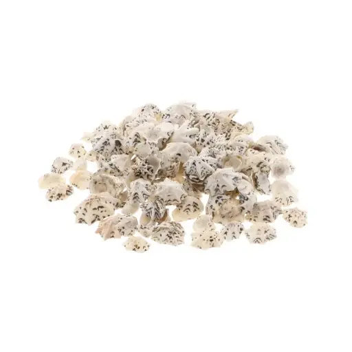 [A-018243] Patella Sacharina schelpen ca 500 gr