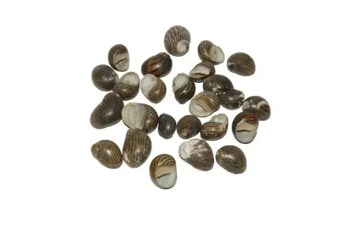 [A-018446] Nerita Communis schelpen 100 gram