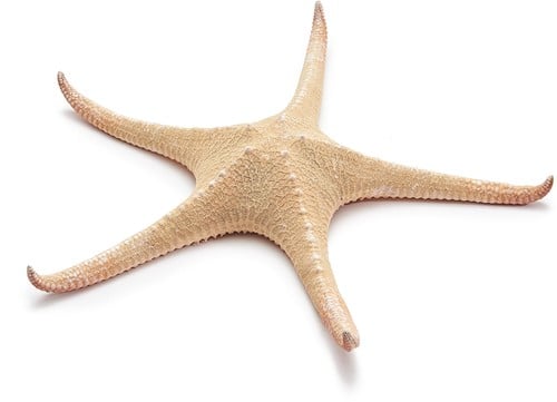 [A-018860] Zeester Rood Tip Starfish 30 cm Per stuk