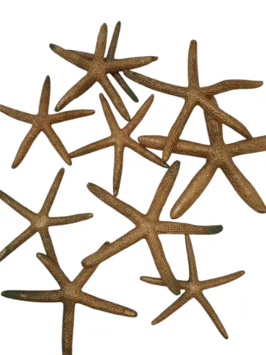 [A-019979] Zeester Finger Starfish 10-15 cm Goud 10 stuks