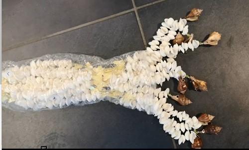 [A-022196] Schelpengordijn Schelpenhanger Kupu-Kupu Butterfly Chippy geboorde schelpen Wit geboorde schelpjes