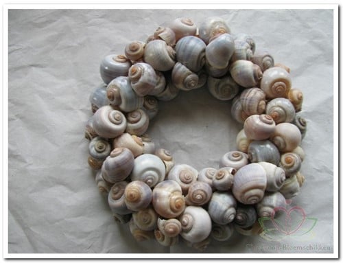 [A-023853] Nattai Polinices Policinus schelpen Grijsbruin 1 kilo