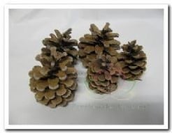[A-005546] Dennenappels Oostenrijkers Blue Pine doos 4 kilo
