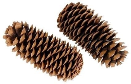 [A-014765] Reuze Dennenappel Sugar Pine Cone Naturel ca. 25 cm per stuk