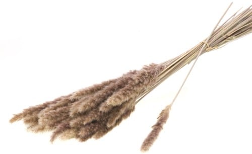 [A-022008] Reed Bos Natural Graspluimen 70 gram