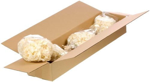 [A-022160] Hydrangea preserved Gepreserveerde Hortensia SB bleached White