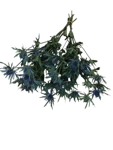 [A-022167] Eryngium Blue Star Natural Blue Distelbloemen bundel 10