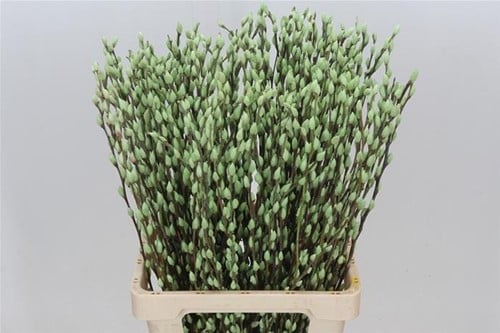 [A-023905] Katjeswilg Gekleurde Wilgenkatjes Salix Mintgroen bundel 10 stuks