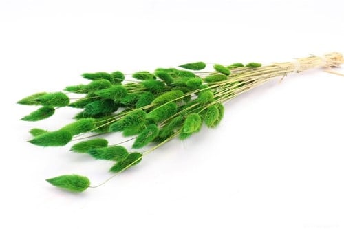 [A-024012] Lagurus Ovatus Pluimgras Graspluimen in hoes Donkergroen 60 cm 50 gram