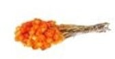 [A-024469] Capblumen Kaapsbloemen bundel Oranje ca. 40 cm 35 stuks