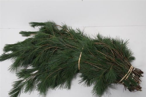 [A-025026] Kiefer lang dennen groen ca. 450 gr