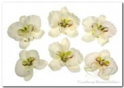 [A-007262] Orchidee hoofd losse bloemen Creme Groen Bruin 8,5 cm pak 6 stuks