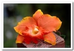 [A-007300] Oranje Orchidee Zijden bloem