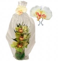 [A-007250] Orchidee wit op clip zijdebloem