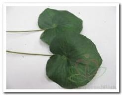 [A-004846] Blad Zijden Lotus Galaxblad 10 cm per stuk