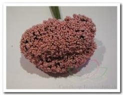 [A-006825] Fieldberries Rose bundel