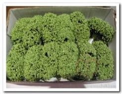 [A-006827] Fieldberries Groen doos