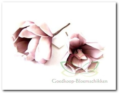 [A-009315] Magnolia Old Pink Foambloem Kort doos 12 stuks