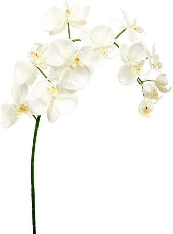 [A-013024] Phalaenopsis Orchidee Spray Ivory Zijden 94 cm