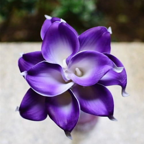 [A-015948] Calla Real Touch Purple Edge White 7 cm 37 cm lang per stuk