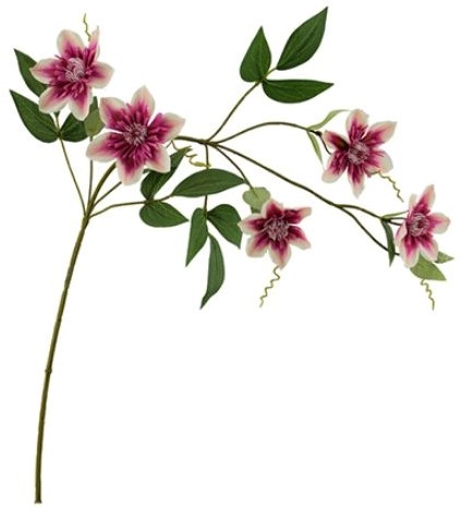 [A-017430] Clematis Beauty Cream Zijdenbloem 78 cm per stuk