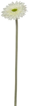 [A-024533] Gerbera Spicky Ivoorwit Zijdenbloem 34 cm per stuk