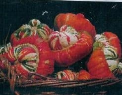 [A-001097] Turkse Muts Reuzen Pompoen 5000 zaden