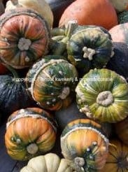 [A-001302] Fungo pompoen 50 zaden