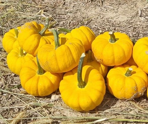 [A-027310-2] Yellow Jacket F1 PMT pompoen Kleine geplooide kleinverpakking