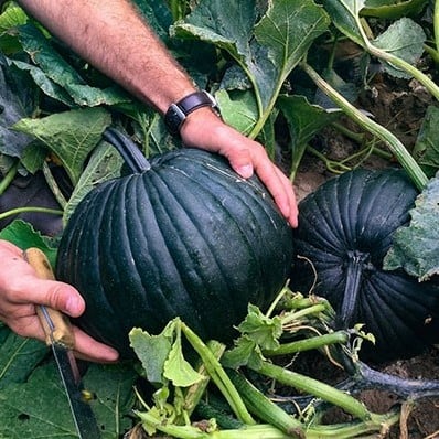 [A-023676-2] Dark Knight F1 Halloween zwartgroene pompoen