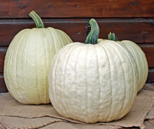 [A-025256-2] White Lightning F1 PMT Witte grote Halloweenpompoen 5.5-7 kg kleinverpakking zaden