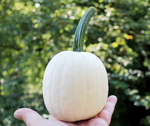 [A-027306-5] Snow drop F1 PMT 250-400 gr Witte kleine pompoen 1000 zaden