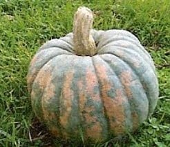 [A-003029] Turkischer Bergkurbis pompoen zaden