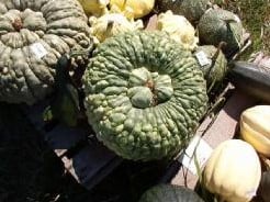 [A-015508] Marina di Chioggia Pompoen 1000 zaden