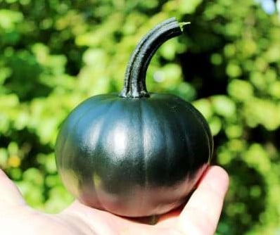 [A-027289-2] Black Bear F1 PMT klein groen pompoen eetpompoentje kleinverpakking