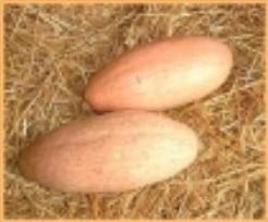 [A-000925] Georgia Candy Roaster pompoenzaden