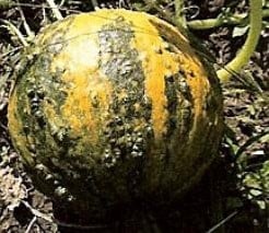 [A-018144] Schehezerade basiseenheid zaden