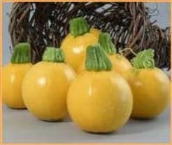 [A-001657] One ball F1 Floridor F1 summer squash zaden