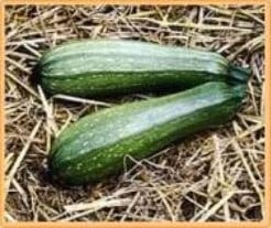 [A-002115] Courgette Albarello di Sarzana 