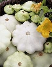 [A-010894] Polo F1 Patisson pompoen zaden